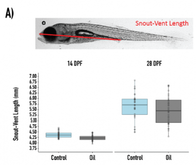 Population variation in gut microbiota